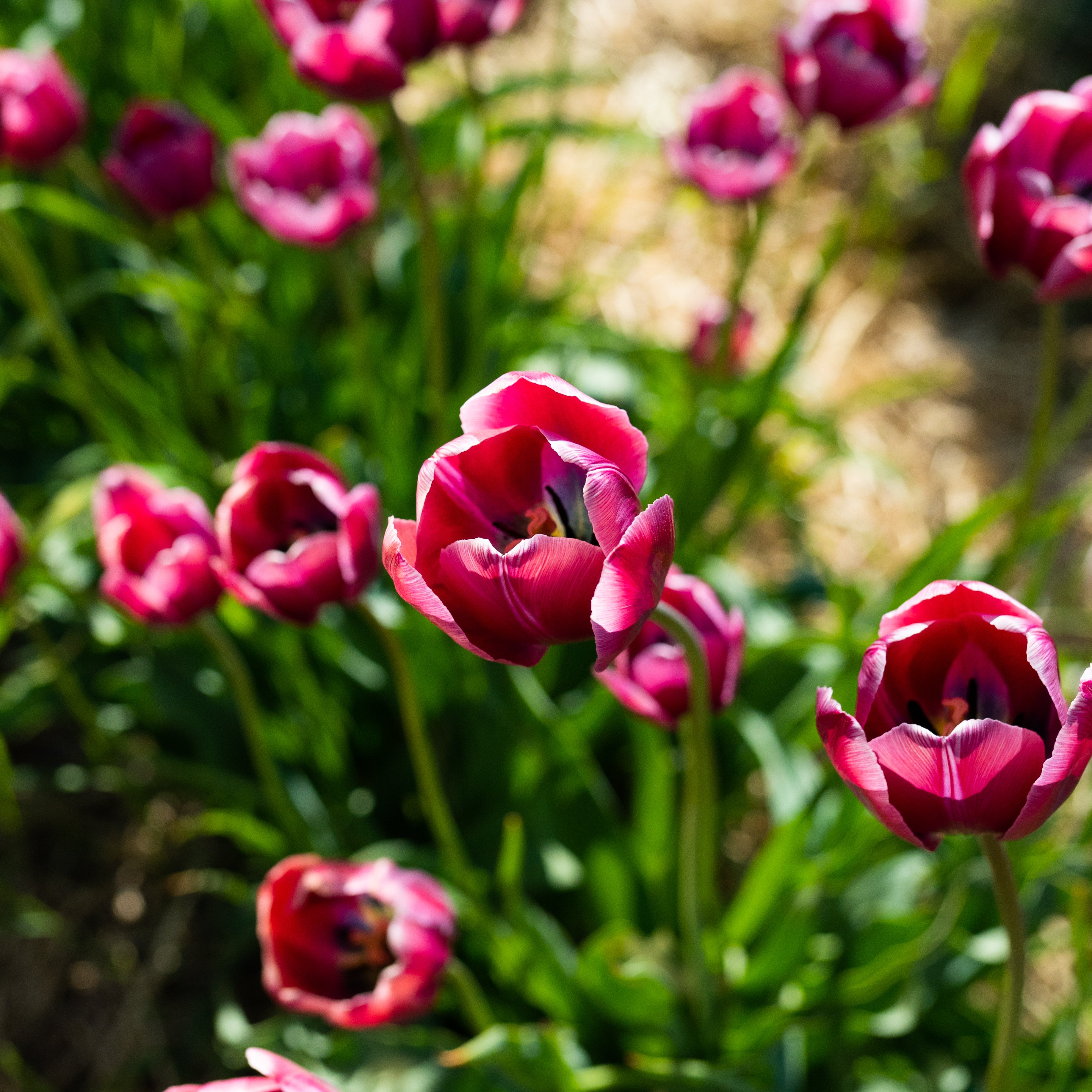 Södra Öland