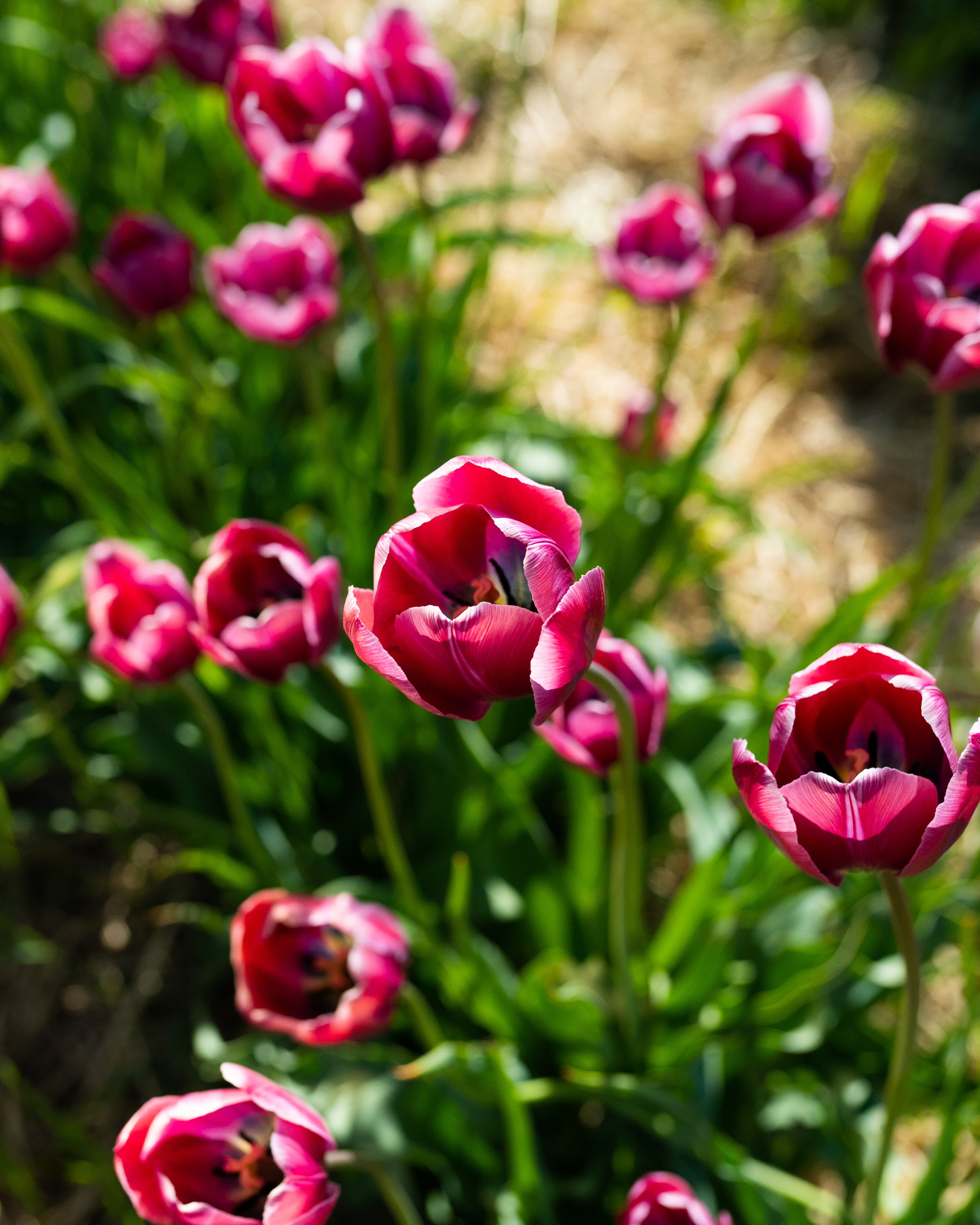 Södra Öland