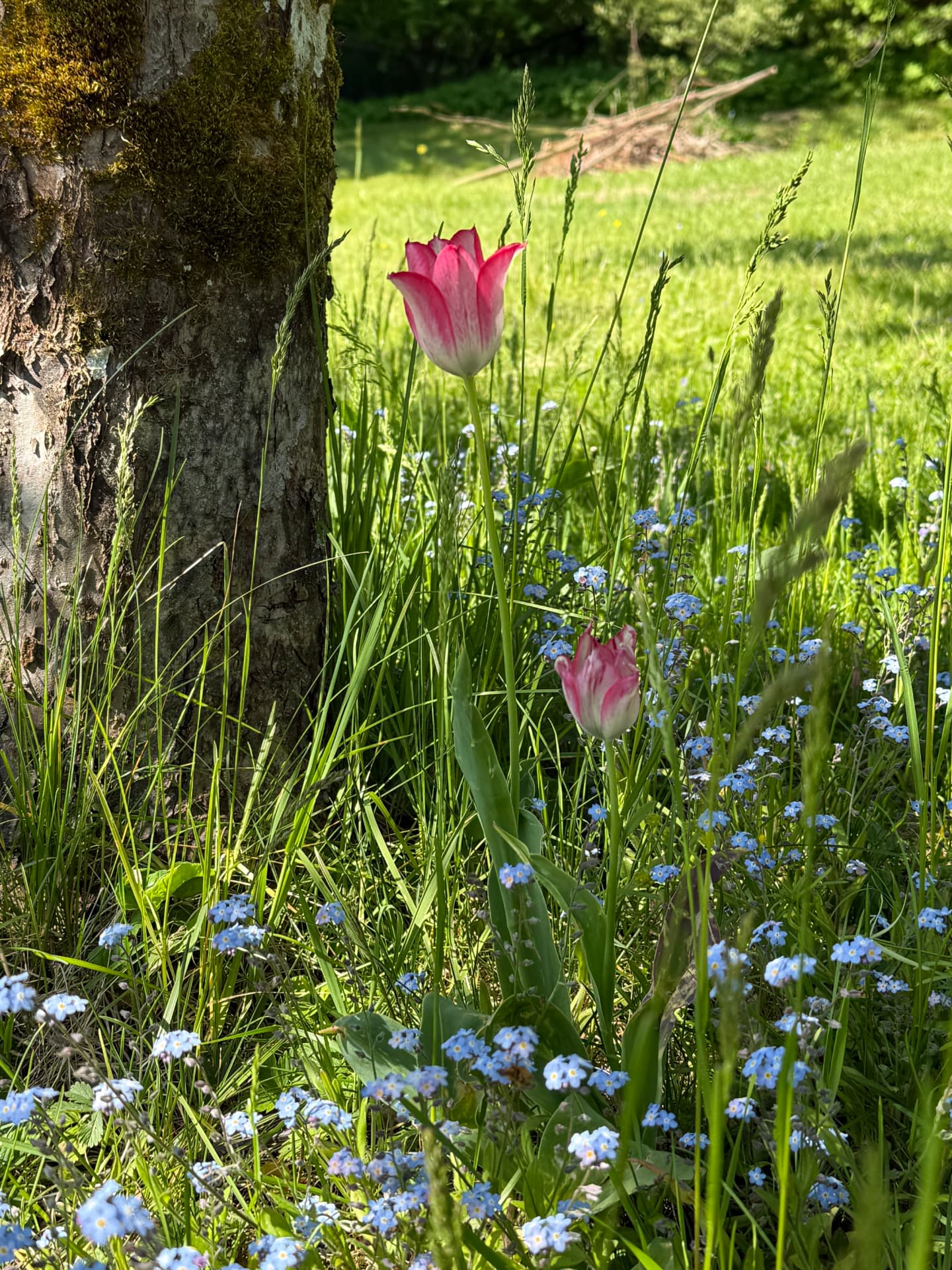 Tulpaner i svensk trädgård